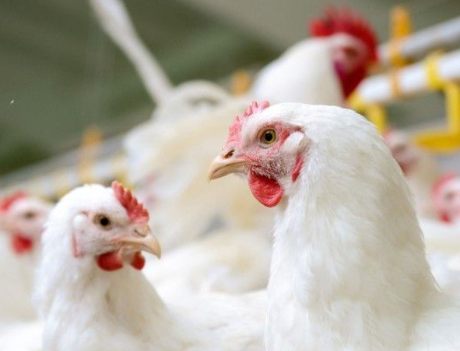 Broiler Solutions