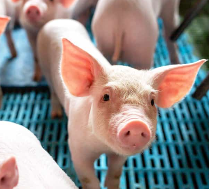 Swine Solutions