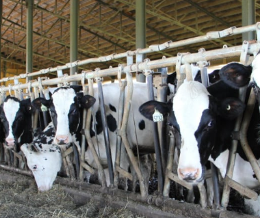 Dairy Solutions