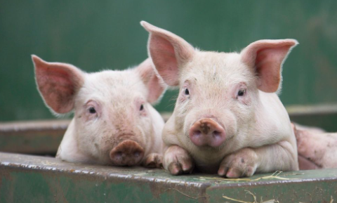 Swine House