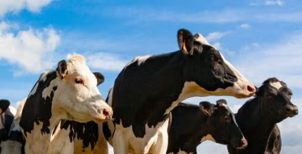 Modern Dairy Farm